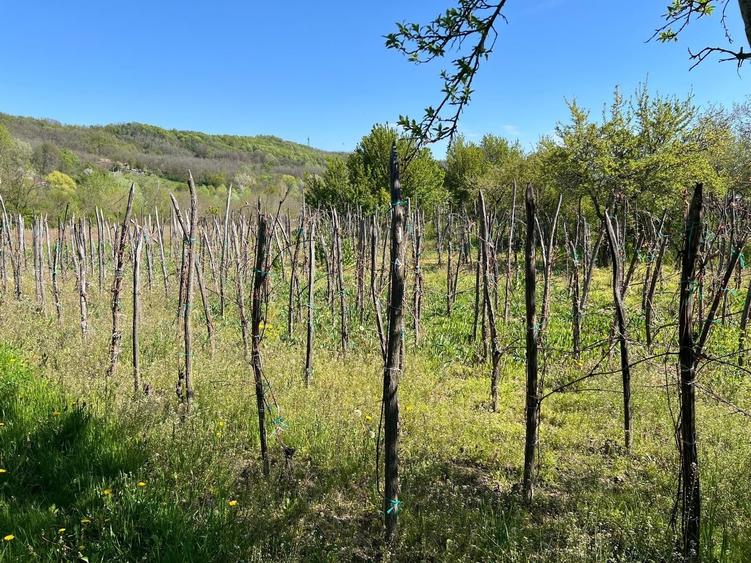 Casă cu 2 camere în Dobroteasa
