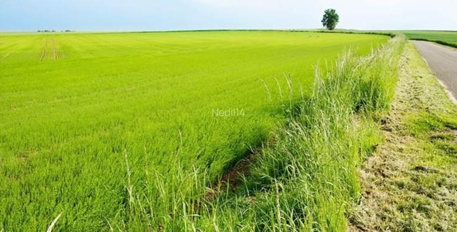 Vând 1 Ha teren agricol , 35000 RON ha