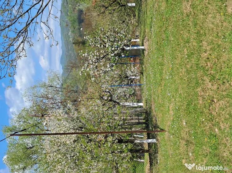 Teren de 10000 mp, în Tomșani