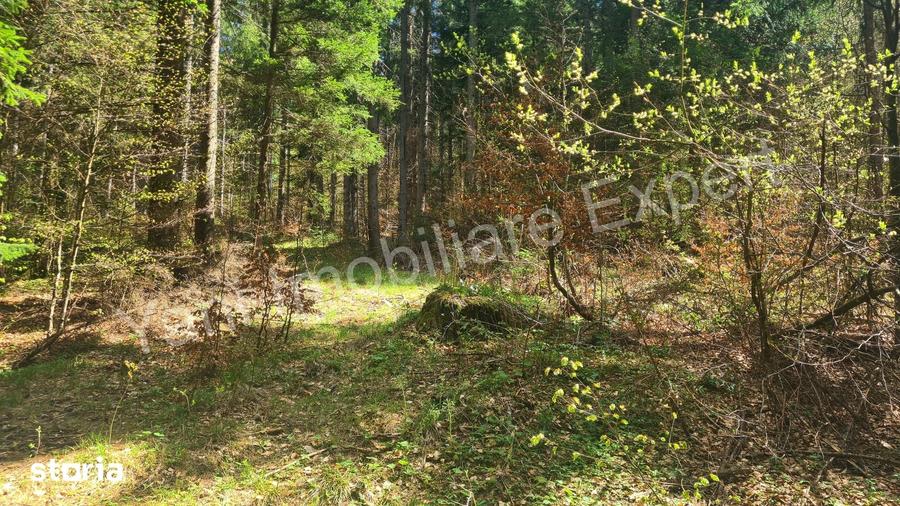 Teren de 983 mp, în Nucșoara