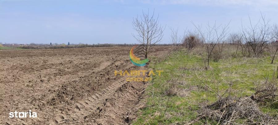 Teren de 10000 mp, în Frumușani