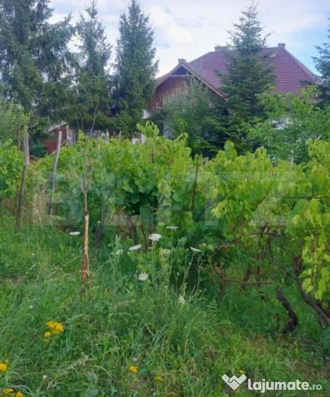 Casă cu 4 camere cu Teren 7729 Mp în Central