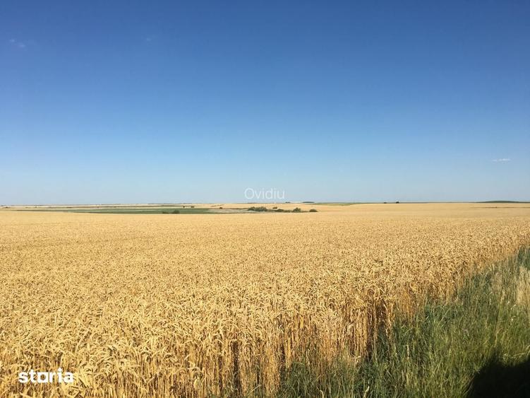 Vand teren agricol 103 ha compact in Judetul Timis