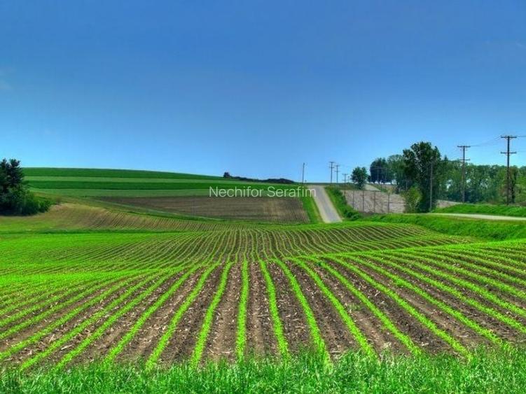 Teren agricol 9.5 hectare - Smardioasa (Zimnicea, Izvoarele, Branceni)