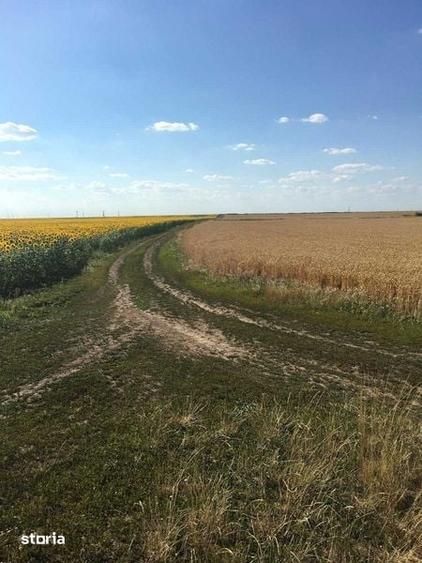 Vand 116 HA teren agricol in judetul Arad - 3