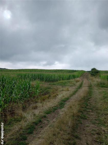 Teren de 5800 mp, în Moișa