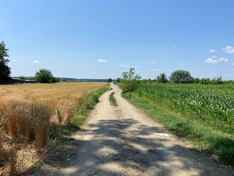Teren Construcții intravilan de 5000 mp, în Siliștea Snagovului