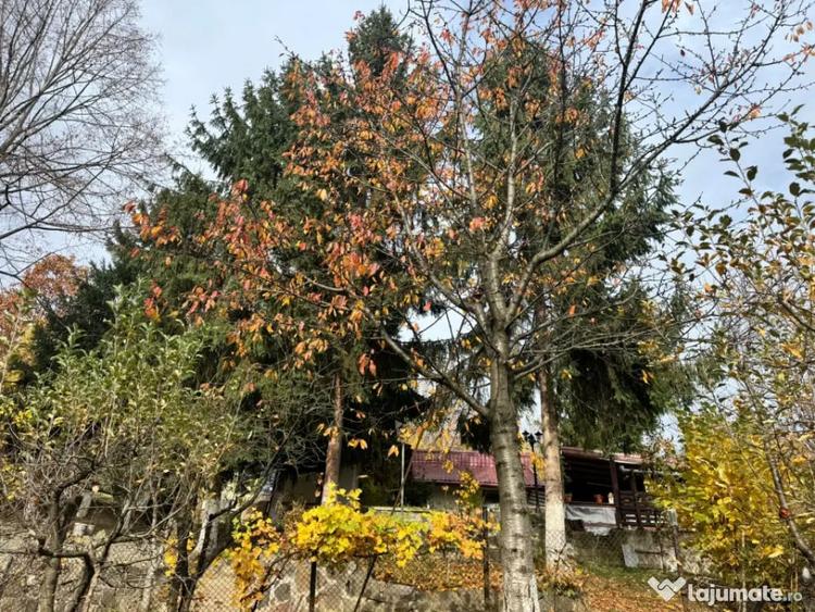 Casă cu 4 camere cu Teren 1527 Mp în Tăuții de Sus