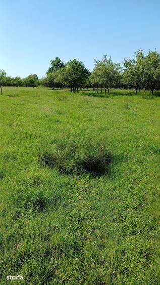 Teren de 4000 mp, în Valea Borcutului