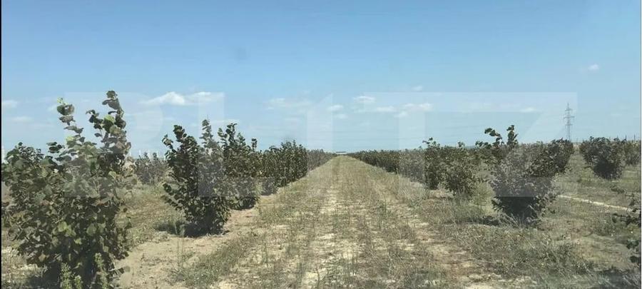 Proprietate specială, de 110,000 mp, în Căteasca