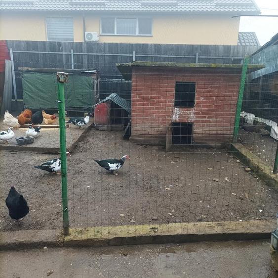 Proprietar vand casa com Ceptura de Jos judetul Prahova - 7