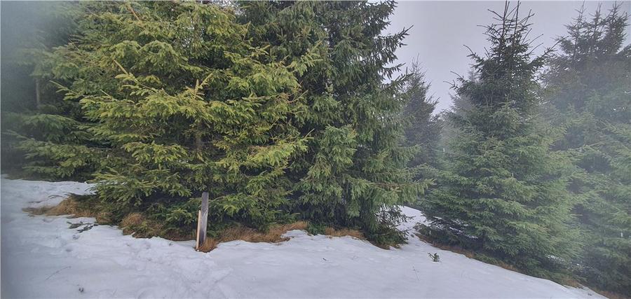 Teren agricol extravilan de 5000 mp, în Păltiniș
