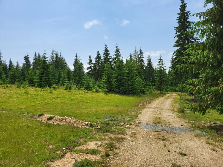 Teren de 2000 mp, în Muntele Băișorii