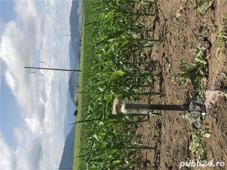 8800 mp arabil Dumbrava Rosie Neamt - 3