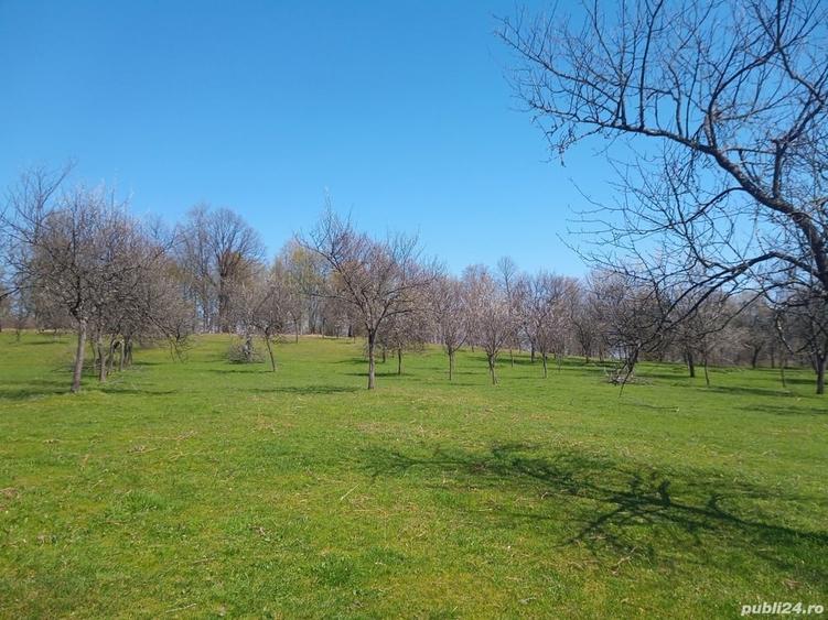 Teren de 17264 mp, în Pietroasa