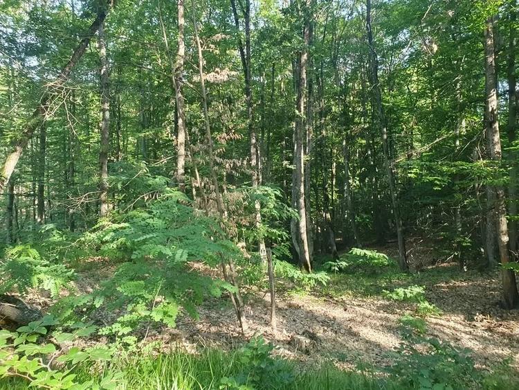 Teren de 15000 mp, în Scorușu