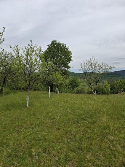 Teren de 7000 mp, în Rona de Jos