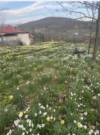 Casă cu 3 camere cu Teren 1397 Mp în Ștefănești