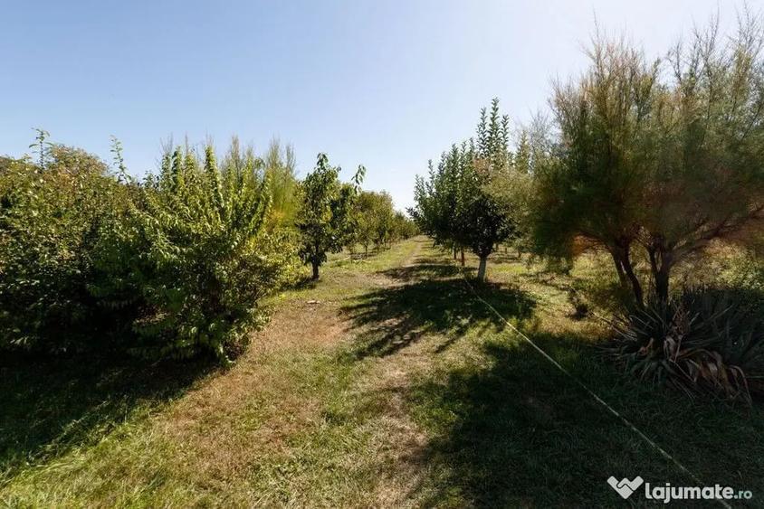 Casa visurilor cu 4000 mp livada roditoare si gradina Dar... - 13