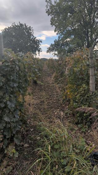 Teren agricol extravilan de 5949 mp, în Dealu Viei