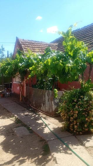 Casă cu Teren 1450 Mp în Agrișu Mare