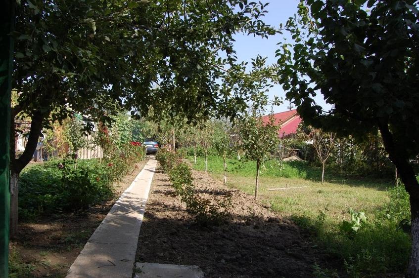 Padurea Comana - 3