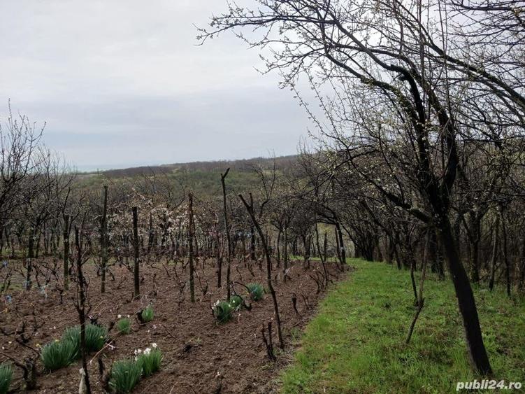 Teren de 1250 mp, în Păulești