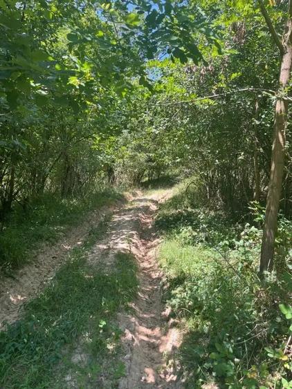 Teren de 2900 mp, în Sintești
