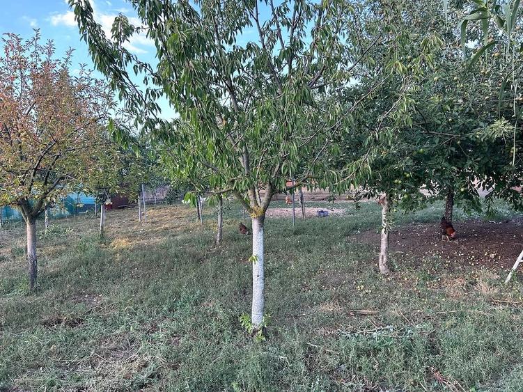 Casă cu Teren 7000 Mp în Central
