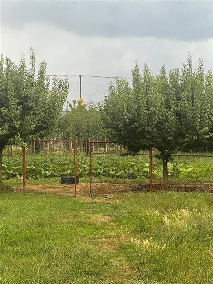 Casă cu 4 camere cu Teren 2200 Mp în Tileagd