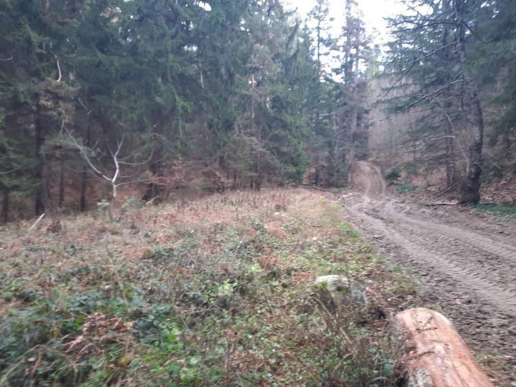 Teren agricol extravilan de 2500 mp, în Vădurele (Alexandru cel Bun)