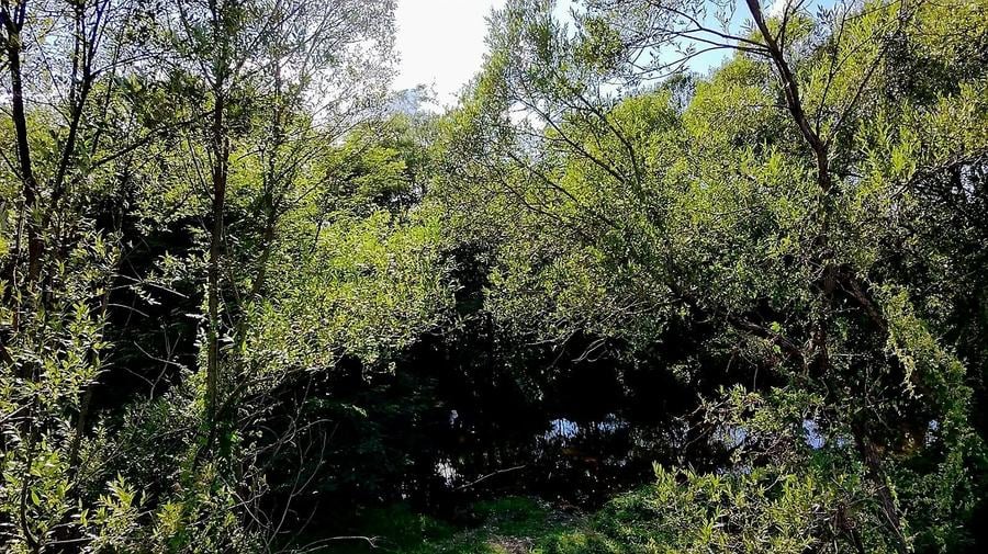 Teren agricol extravilan de 3220 mp, în Șinca Nouă