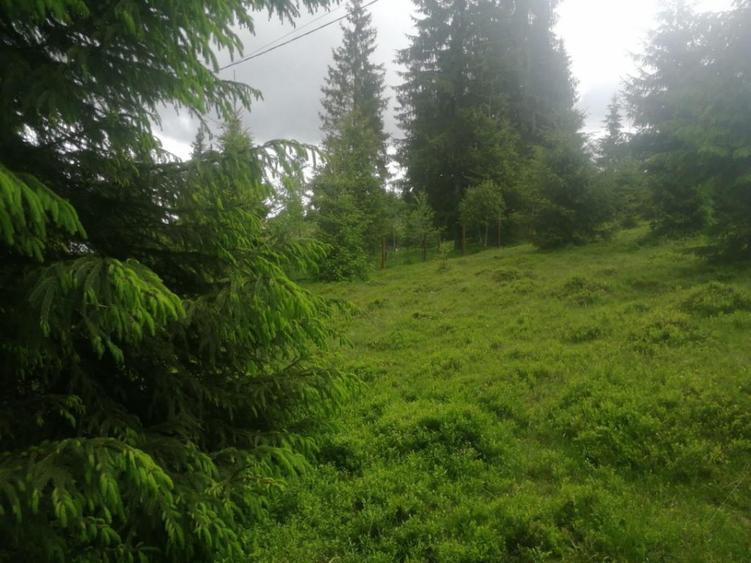 Teren Construcții de 1300 mp, în Beliș