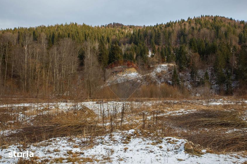 Teren de 49000 mp, în Borca
