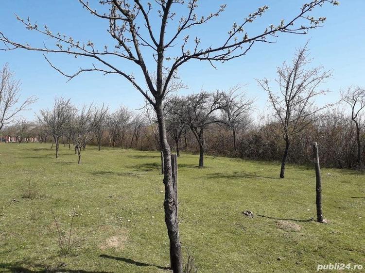 Teren de 1559 mp, în Cocoșești
