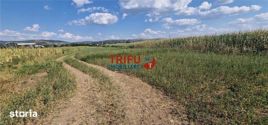 Teren intravilan construibil de 5.900 mp, zona industriala, ?oseaua de - 6