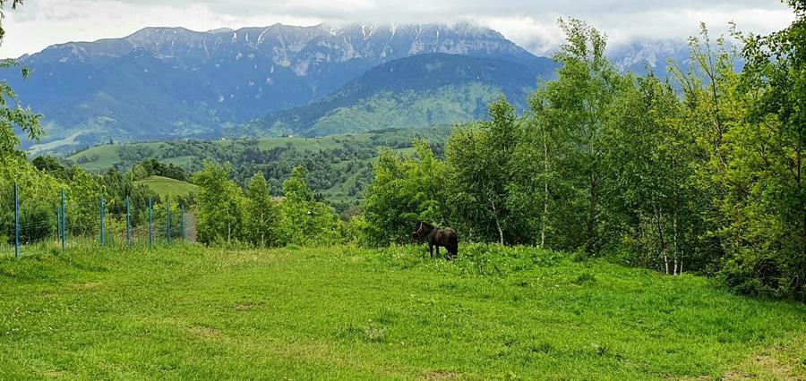Teren Construcții extravilan de 2500 mp, în Peștera