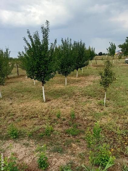 Teren de 2400 mp, în Brădești