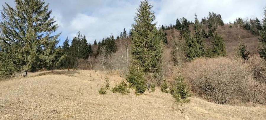 Teren de vanzare Bucovina - 4