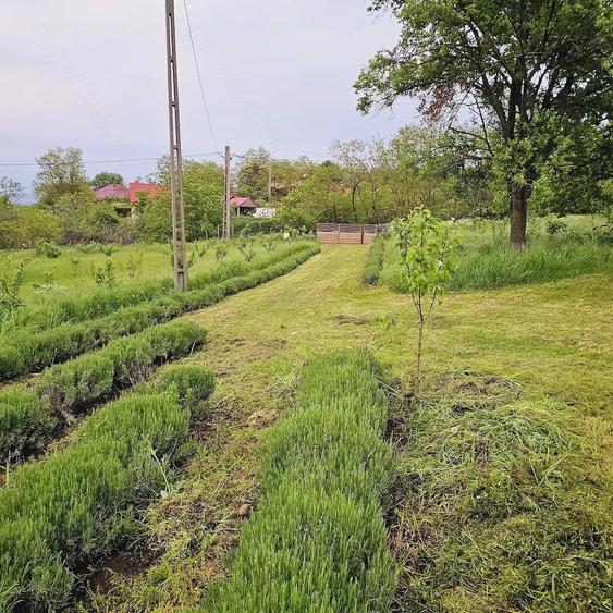 Casă cu 2 camere cu Teren 5000 Mp în Roșu