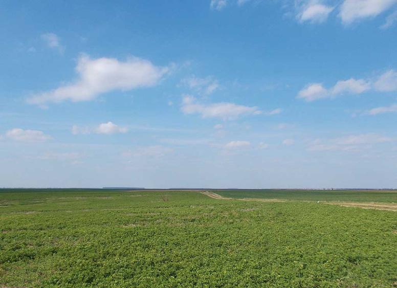 Teren agricol extravilan de 2000 mp, în Gălbinași