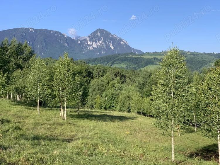 Teren de 4069 mp, în Poiana Mărului