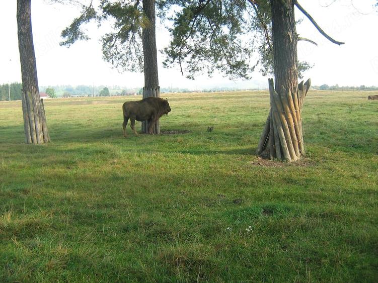 Teren de 13816 mp, în Vama Buzăului