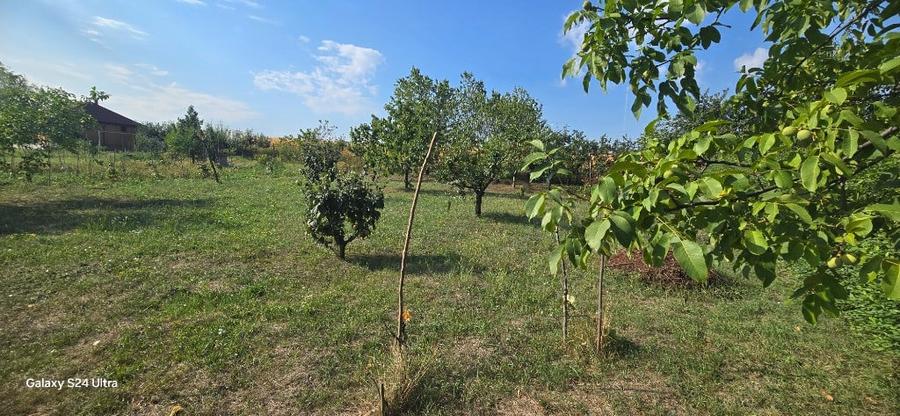 Teren in suprafata de 2400 mp cu cabanuta - 6