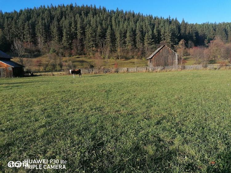 Teren de 3200 mp, în Sadova