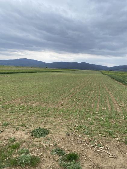 Vind teren extravilan Brasov. - 4