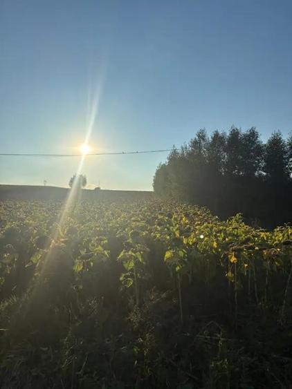 Teren de 2600 mp, în Cumpărătura