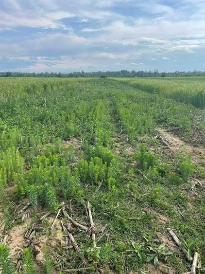 4 terenuri de vanzare in Lucieni, Dambovita, la 90 de kilometri de Bucuresti - 1
