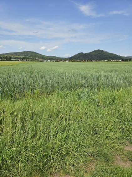 Teren intravilan - 3