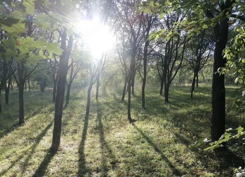 Teren de 1000 mp, în Firminiș